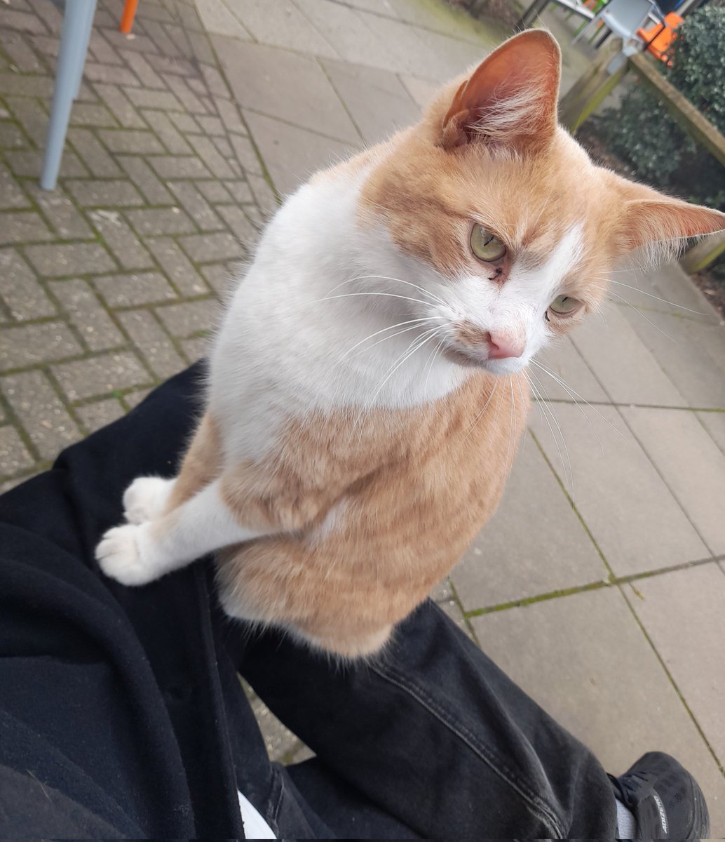 Slyvester joined me on the UEA campus earlier to help with my essay marking. 🐈😻🐈 #uea #academicswithcats
