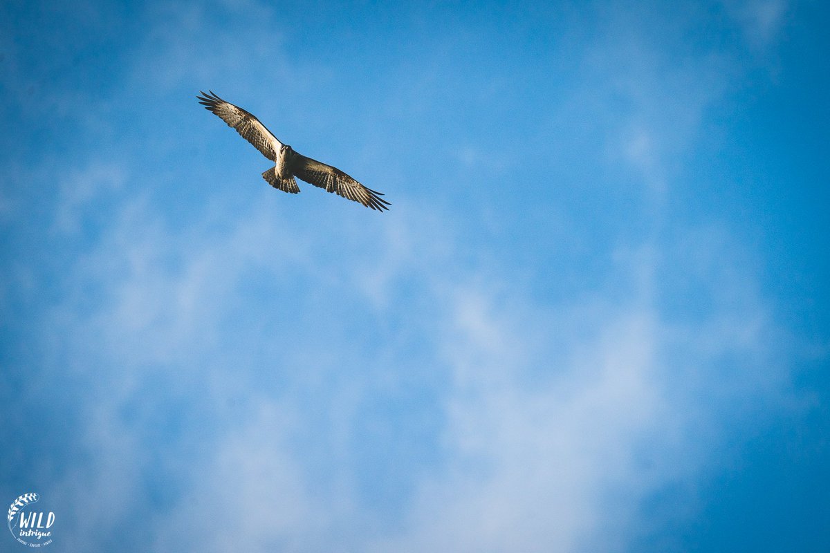 The Kielder Ospreys have returned for summer! ☀️🦅 Yesterday multiple #Ospreys returned to their nest sites in Kielder Forest, including the famous Nest 7 pair: KM18 and KX7! 🧵 1/2
