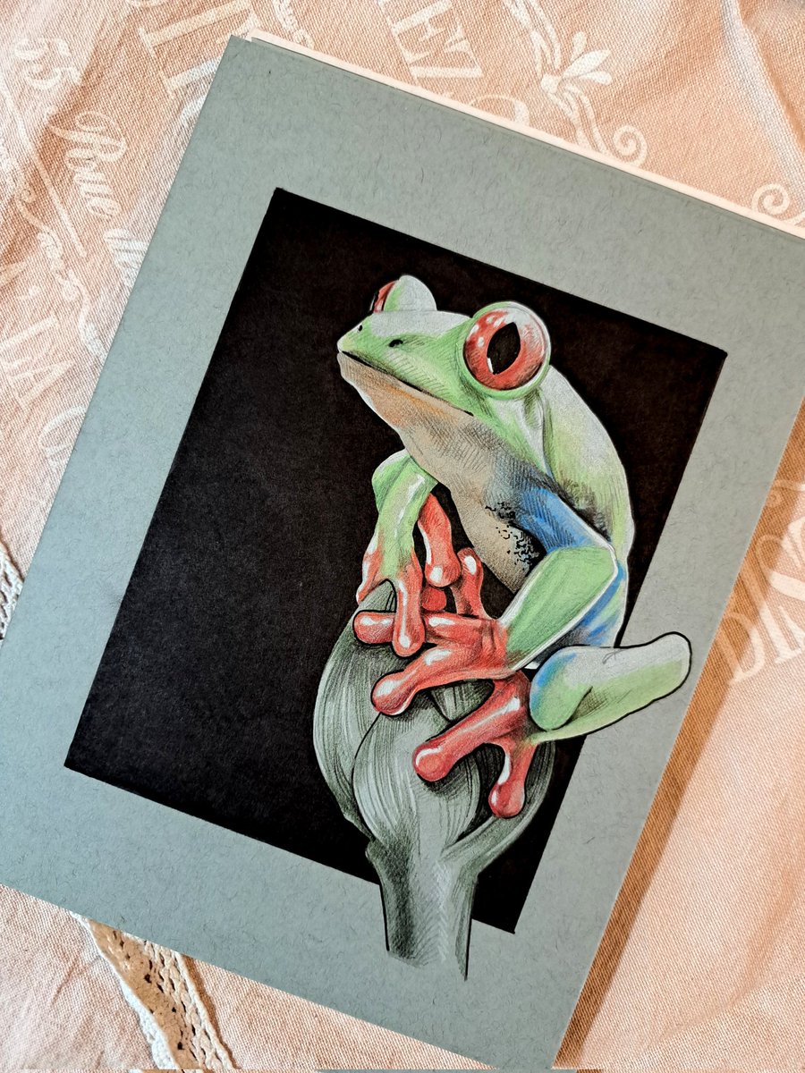 A Red-eyed frog!!! 🌟✨ ° Made with Castle Arts pencils and Tombow pens on Strathmore toned blue paper ° #frog #animal #wildlife #nature #natureart #naturelovers #traditionalart #traditional #sketch #pencilart #pencilsketch #sketching