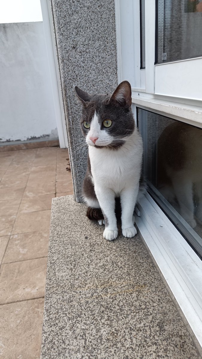 Este gatiño totalmente casero apareció en la zona de Santa Gema, por favor si alguien lo reconoce que se ponga en contacto con asociacion@gatocan.com