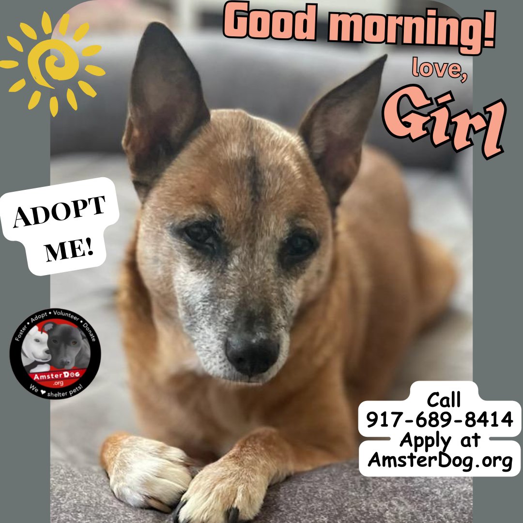 Good morning from our favorite Girl! 🌞 wishing you a lovely weekend ❤️ 🥺 👉👈 Can you take me home? 🏡 📞 917-689-8414 🌐 Apply AmsterDog.org #amsterdog