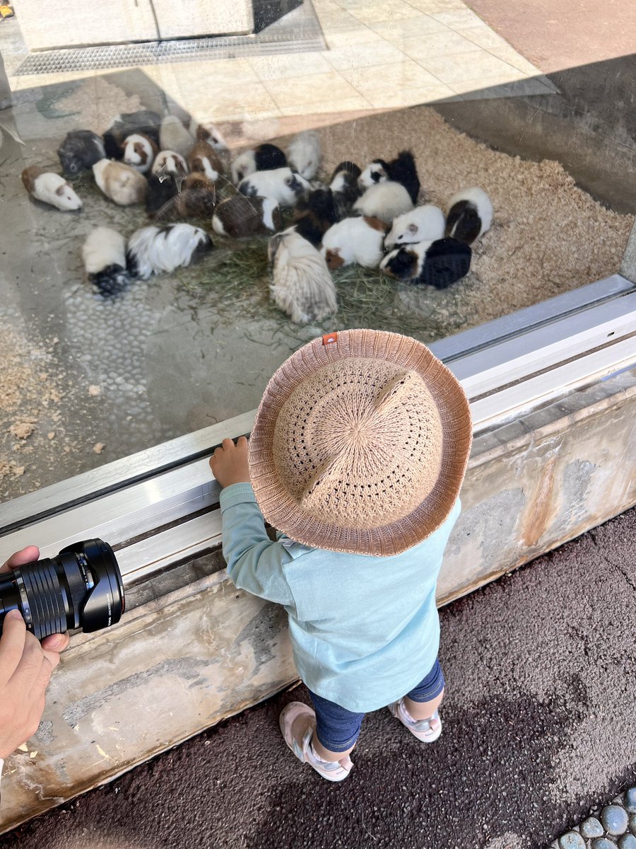 娘、初の動物園で、凄くいいお天気だったのでお弁当作って行きました☺️桜も所々咲いてました！ モルモット好きになり離れなかった娘が居て、最後は帰りたくないギャン泣き捕まった宇宙人持ちで無理やり帰り、子供とのイベントは体力勝負だと感じました。楽しかったです。HP 0