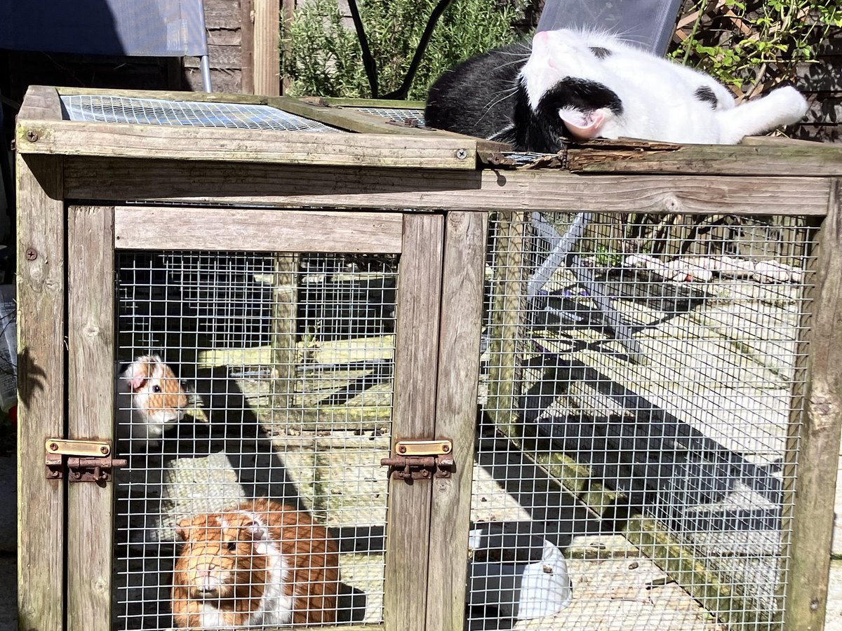 At last! Sunshine ☀️ #catsoftwitter #guineapigsoftwitter
