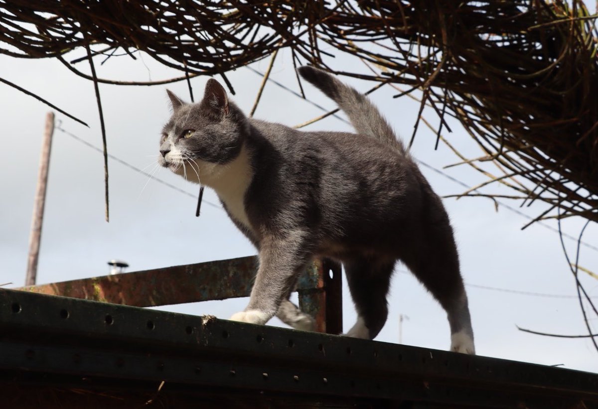 Strutting into Easter Caturday with Coral. He’s looking so grown up now. #caenhillcc #caturday #coralthecat #catoftheweek #catwalk #rescuecat