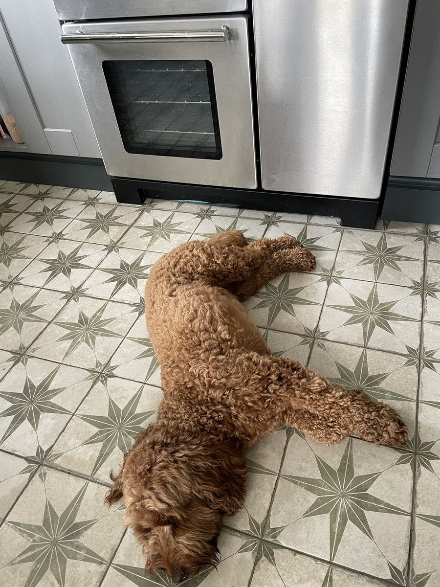 #Easter Homum iz cooking Easter stuff… so i’ll lie rite in de frunt of de cooker an be elpful