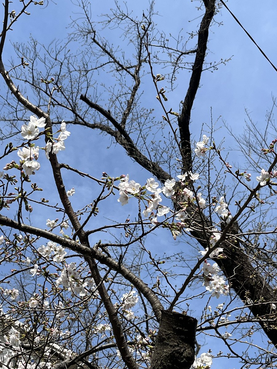 flower outdoors sky day blue sky tree no humans  illustration images