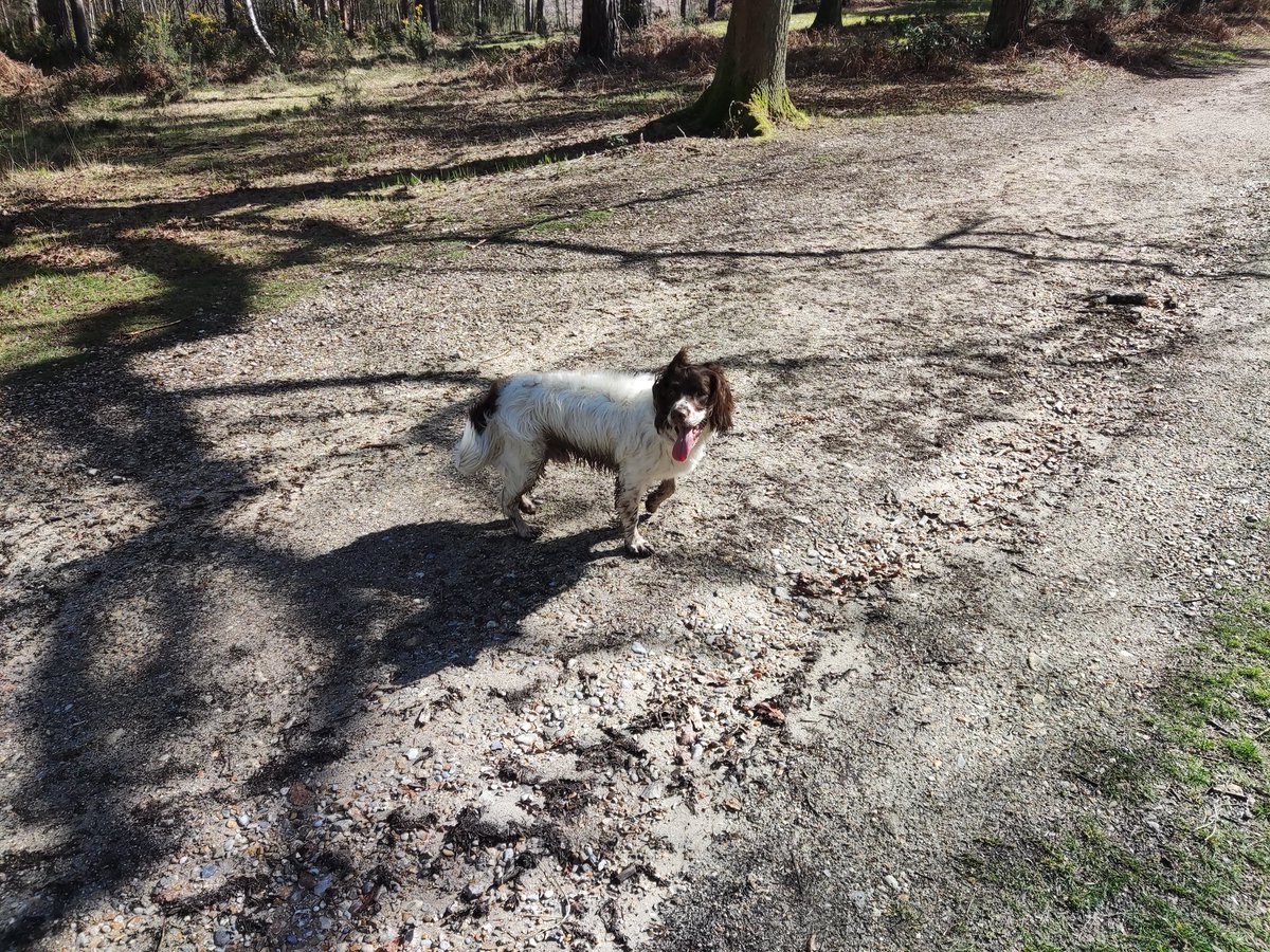 It's a Saturday and there is no hockey! Forced to walk one of the house guests instead. Other house guest is broken! Too much walking