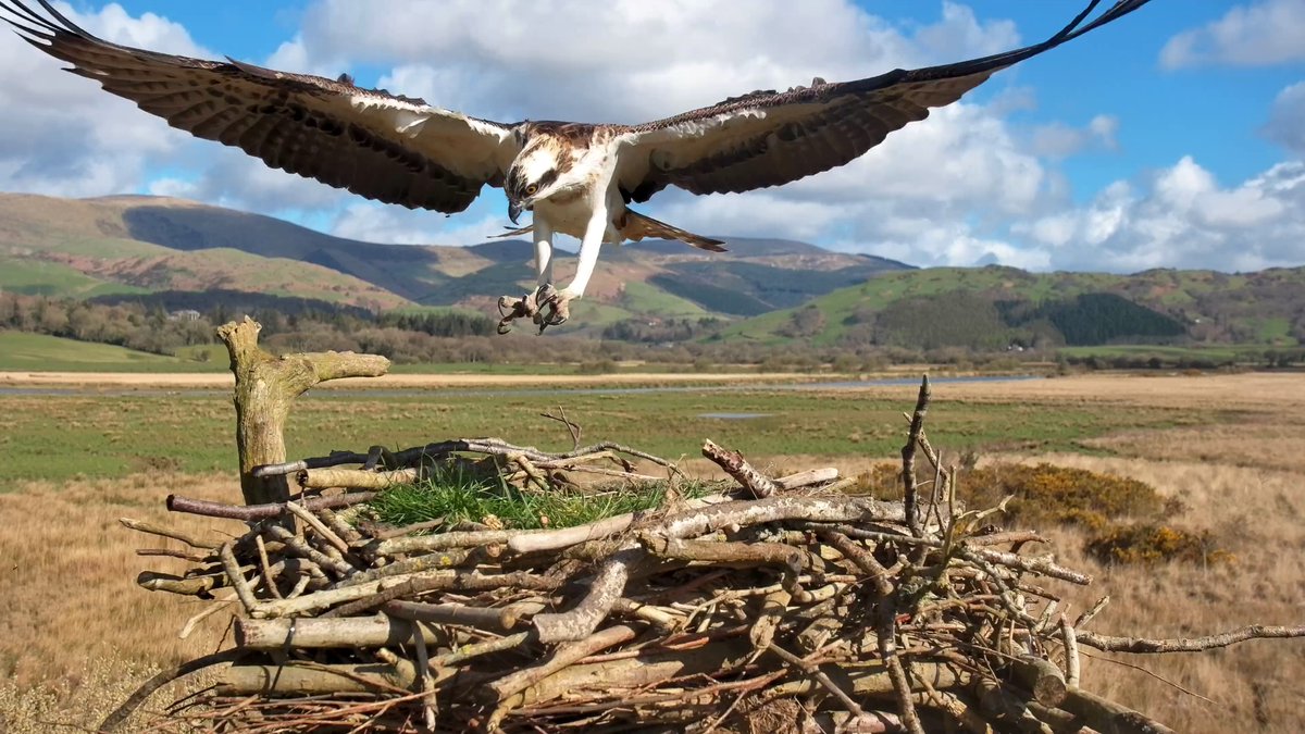 IDRIS IS HOME!! Arrival at 09.49, returning for his fifth breeding season. Welcome back lad.