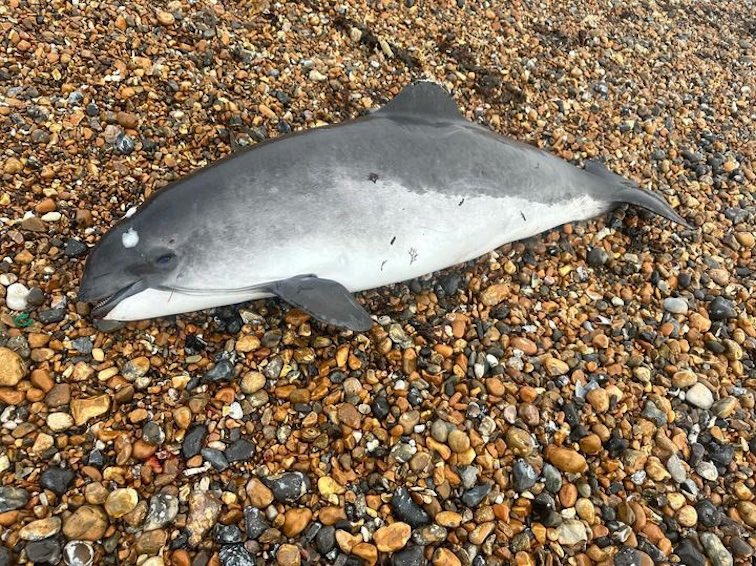 Over the last quarter, the team and I have recovered numerous harbour porpoises found stranded along the Sussex coast for #CSIOfTheSea examination- all have had pathology consistent with attack by one or more bottlenose dolphins.