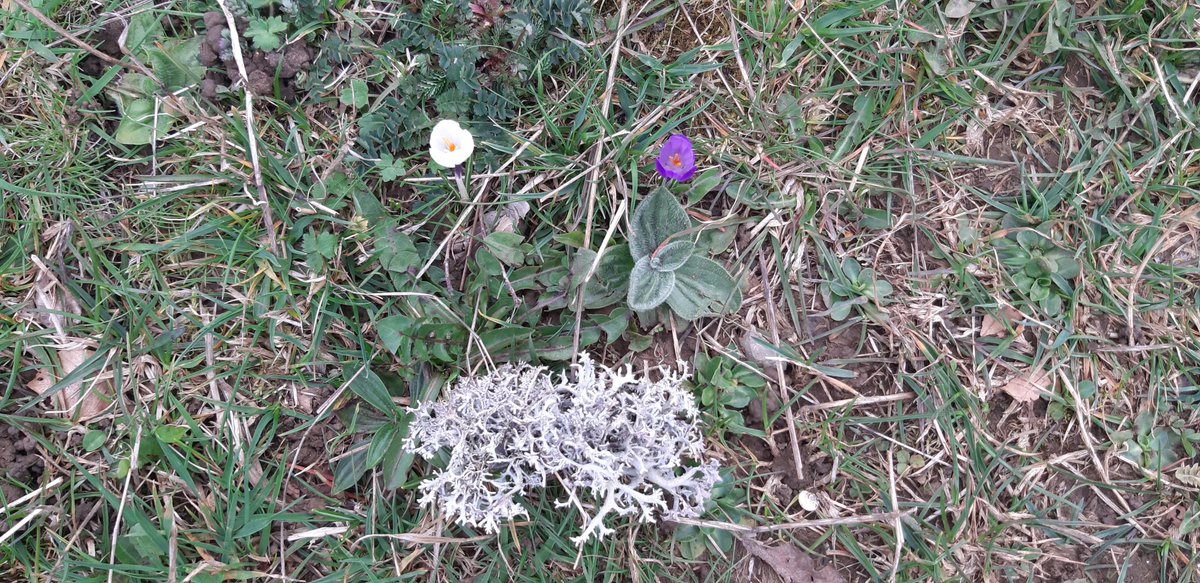 J'ai croisé un Ent !