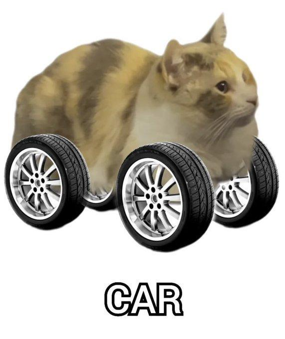DontShowYourCat's tweet photo. https://t.co/IJ0aYhSgS1