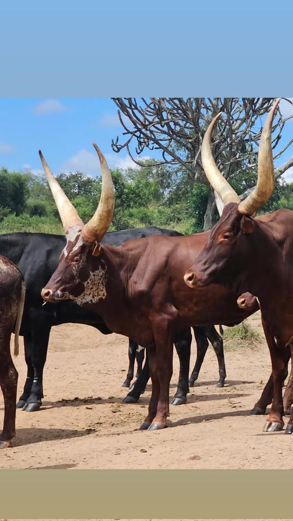 KANOTIz' 69 🇺🇬 💎 tweet media