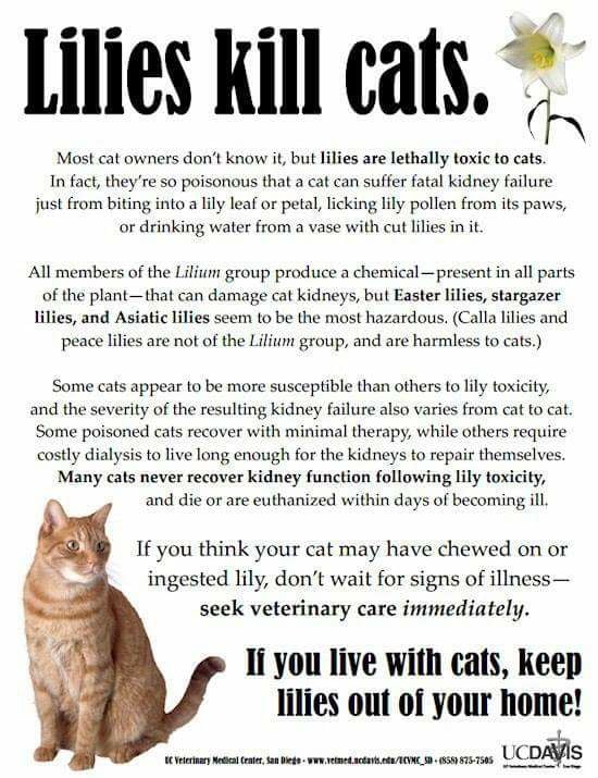 Just so you know...👇🏼#EasterLilies #AsiaticLilies #StargazerLilies #CatsOfTwitter #CatsOnTwitter #Cats #Caturday