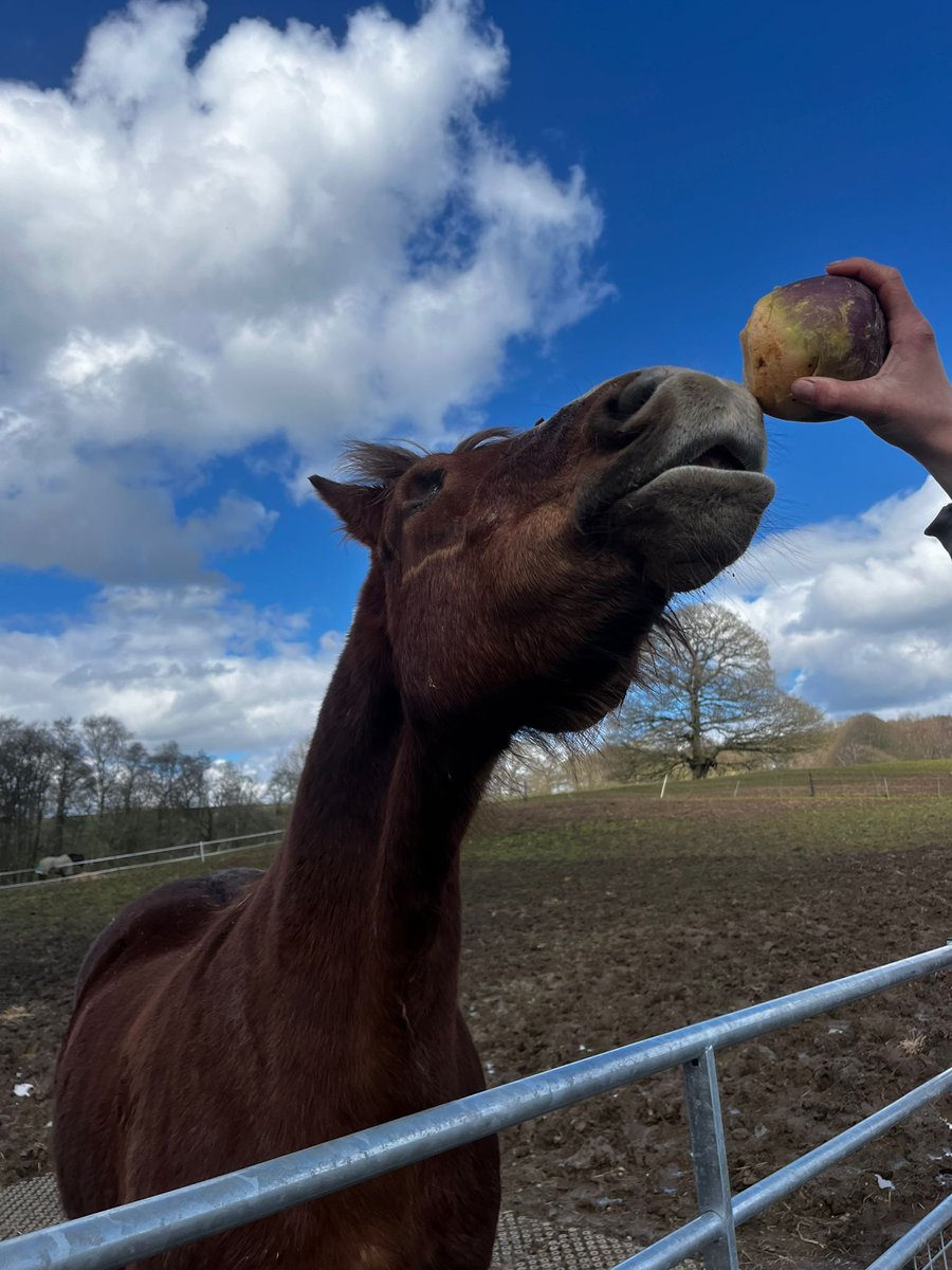 Is that an Easter egg I see before me? Nah I think it's a swede 😅 Happy Easter tweeps 😀 #Easter #eggs #holidays #SaturdayVibes
