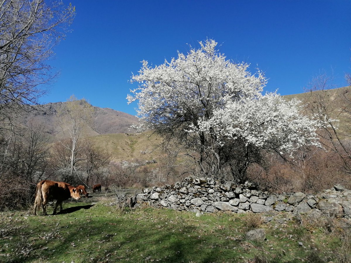 Ridiculous how magnificent the wild plum blossom in the valley is this spring. Trees like stilled blizzards.