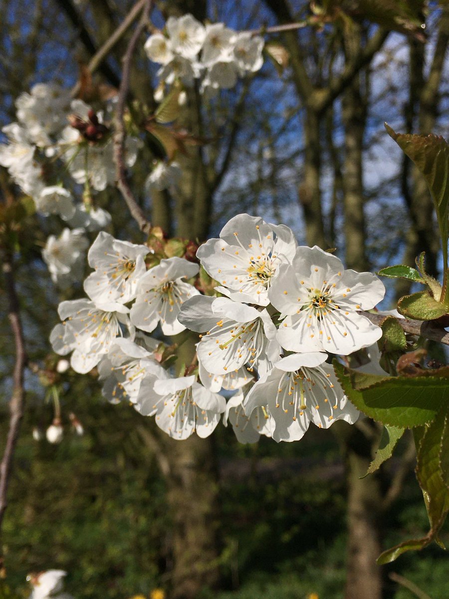 Happy Easter everyone. Wild cherry Prunus avium looking lovely at last. #spring #gardening #blossom