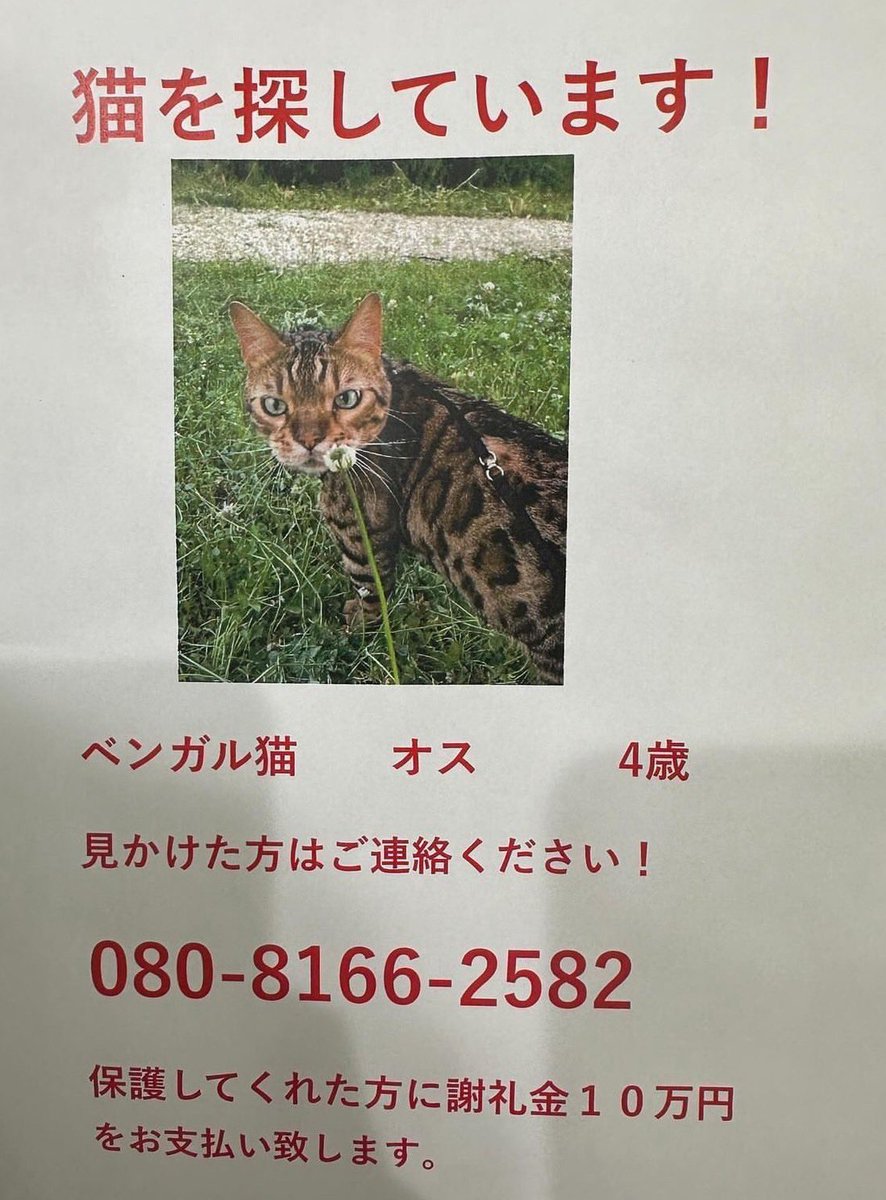 everypawdy's tweet photo. 【拡散希望】
[那須塩原市より]
迷子の猫を探しています🐈‍⬛🐈🐾

先日より拡散及び目撃情報をお願いしていた、那須塩原市清住町で行方不明になっているベンガルの『うんたん』捕獲のためのご協力のお願いです🆘

行方不明になって既に１ヶ月、当会に捜索のご依頼があってから10日、未だ有効な目撃情報もなく、初日や2日目頃にあった目撃情��を頼りに聞き込みとポスティング、一縷の望みをかけての捕獲器による捕獲作業を繰り返しておりますが、未だ保護に至っておりません⤵️

先日は仕事の休日を利用し、午前中は創作範囲をさらに広げ、聞きこみ調査に歩き回り、午後は捕獲器を仕掛ける場所探しと、捕獲器設置許可をお願いに回り、新たに設置をして来ました😥

飼い主さんは脱走されてすぐに探偵さんに依頼されて、ご自身はチラシを作成し近辺へのポスティングと聞き込みやお願いに回り続けましたが、良い結果には繋がりませんでした😔

これだけ長い期間行方がわからない状態ですので、正直見つけるのは本当に至難の業ですし、可能性は恐ろしく低いでしょう😥
それでも飼い主さんの気持ちを思えば、やれることは全てやり切りたい💪

広範囲に渡る捜索作業には、私たちの力だけでは非常に厳しく、皆様からの情報が本当に頼りになります💦

お近くにお住まいの皆様、うろ覚えの記憶でも構いません💦
とにかくどんな僅かな情報も構いませんので、思い当たる節がございましたら、ご連絡をお願い致��ます🙇

#迷子 #迷子ネコ #迷子��ット #迷子猫 #探しています #保護猫 #拡散希望 #拡散希望RP #拡散希望RT #拡散希望RPご協力お願い致します