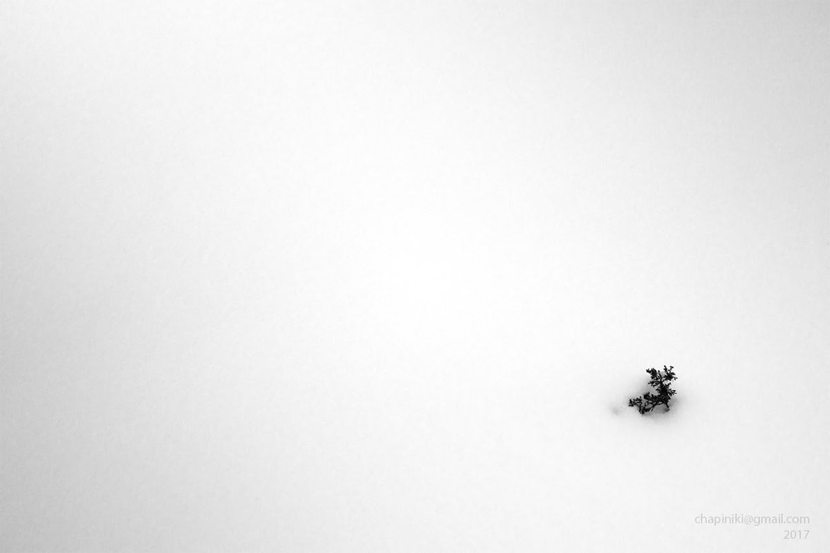 I will survive #survive #sobrevivir #vivir #live #planta #plant #nieve #snow #blanco #white #minimalist #minimalism #minimal #minimalstyle #minimalistic #landscape #paisaje #winter #invierno #minimalmood #minimalart