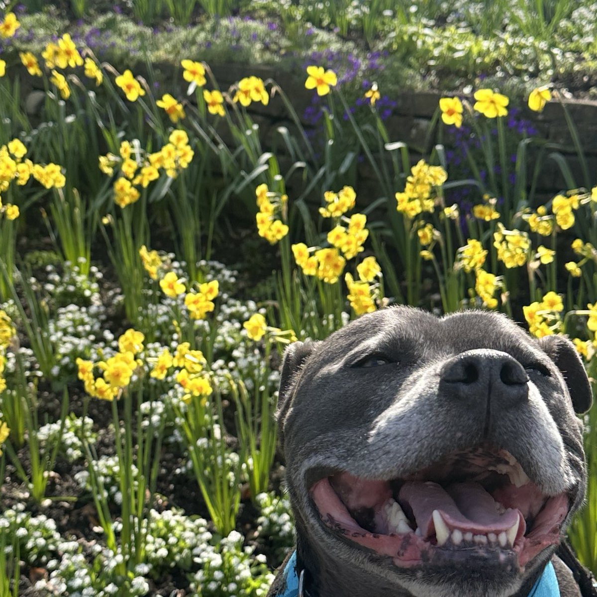 Eddie LOVED the weather today! #spring