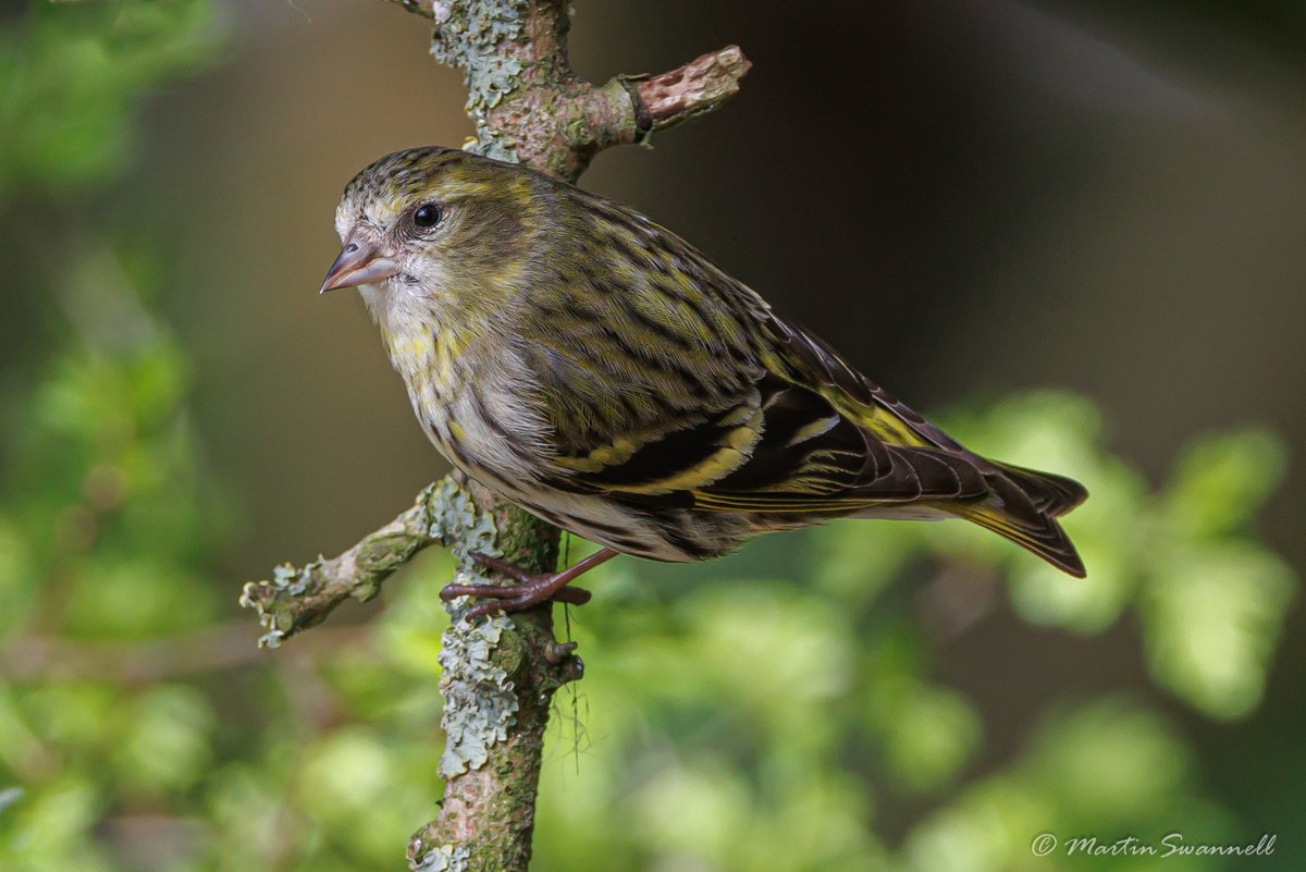 Martin Swannell (@alanthetortoise) on Twitter photo Siskin #Northantsbirds this lovely lady was at the feeding station this morning at Summer Leys .
<a href="/wildlifebcn/">The Wildlife Trust for Beds, Cambs & Northants</a> <a href="/barbeldave/">David Smith</a> Siskin #Northantsbirds this lovely lady was at the feeding station this morning at Summer Leys .
<a href="/wildlifebcn/">The Wildlife Trust for Beds, Cambs & Northants</a> <a href="/barbeldave/">David Smith</a>