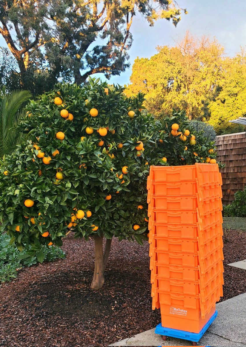 ReTotes's tweet image. It's citrus AND moving season in the San Francisco Bay Area! ReTotes packing boxes pair nicely with tangerines, clementines, and, obviously, oranges! 🍊🧡🍊