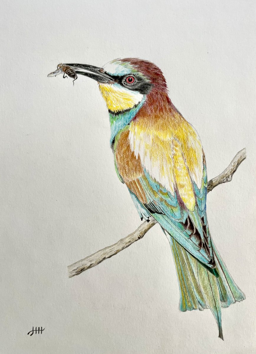 This is my drawing of a bee-eater ✍️ #beeeater #bird #birds #drawing #drawingart #colouredpencils #artistsonx