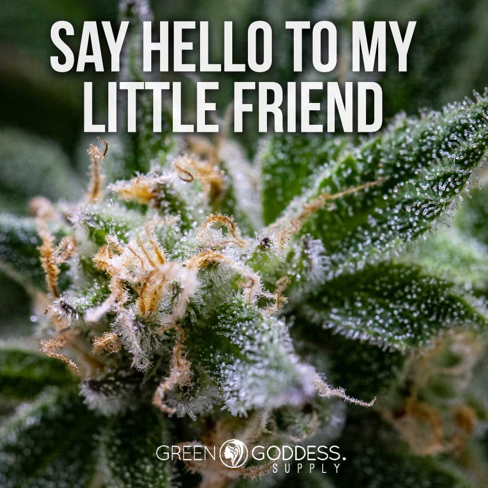 The Autoflower Store (@autoflowerstore) on Twitter photo 