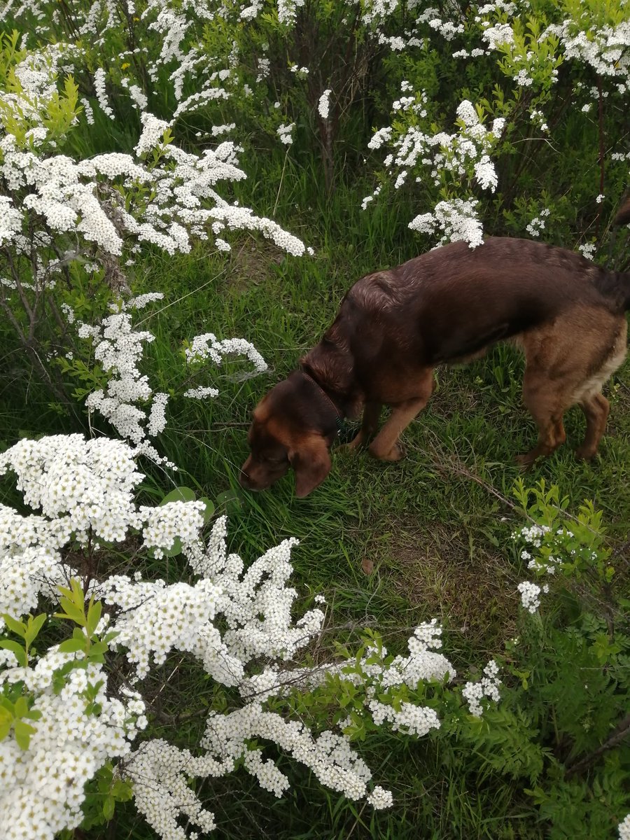 Walk with Jessie youtube.com/@victoriaart99 T.me/cutecatsanddog Instagram.com/catsand1dog #walking #walk #dogs #nature #NatureBeauty #naturelovers #TwitterNatureCommunity #photooftheday #VictoriaDay