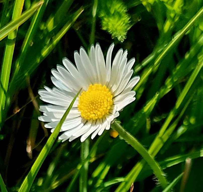 A daisy alone, enjoys the sun's caresses, on a warm spring day. #daisy #flower #poetrycommunity #writerscommunity #photo #photography