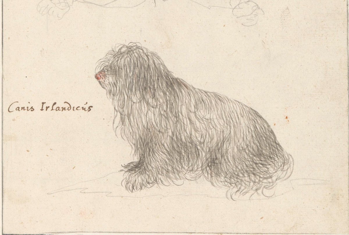 'Canis Irlandicus' by Anselmus Boëtius de Boodt, c. 1596-1610 (Rijksmuseum)