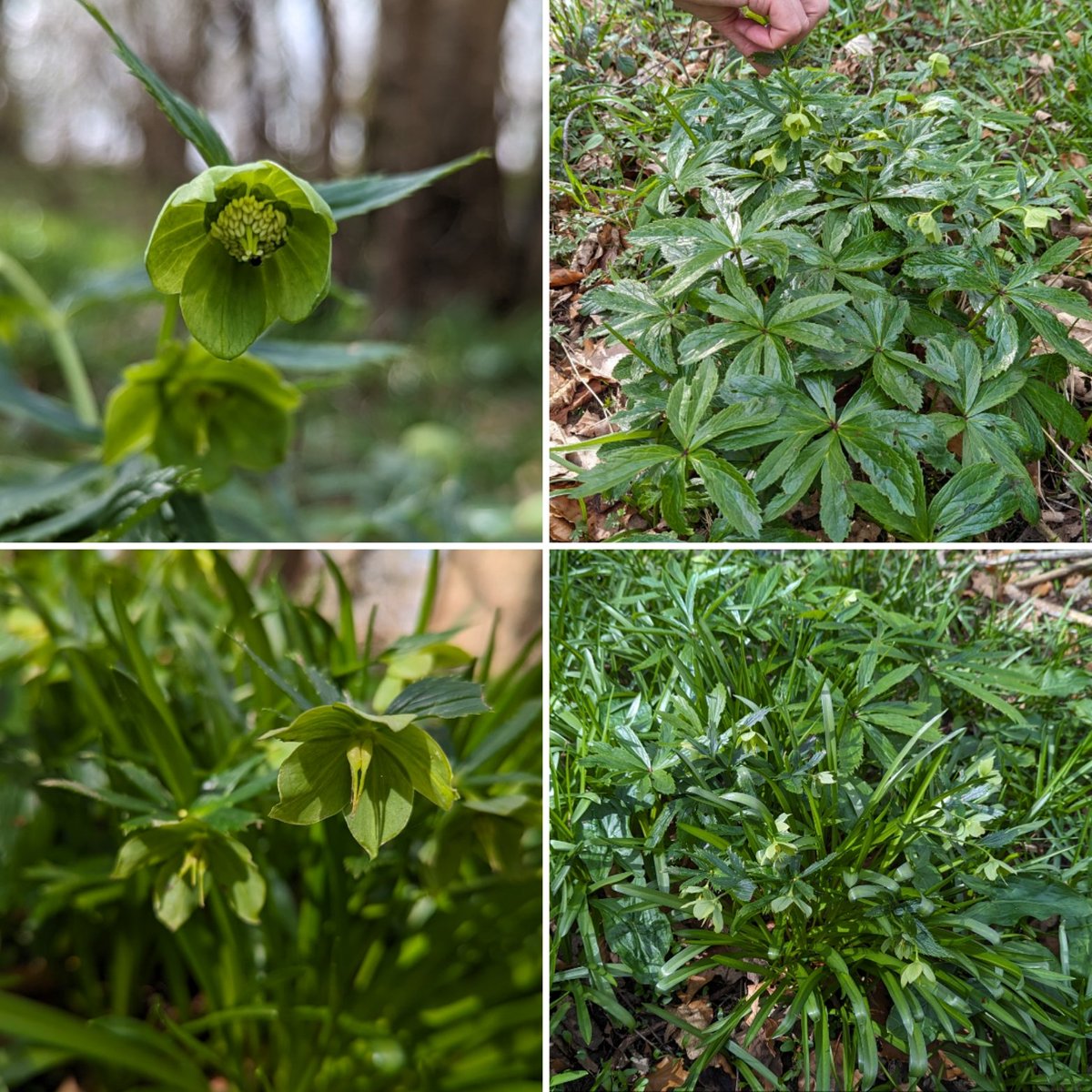 The highlight of today's adventure: my first encounter with Green Hellebore (Helleborus viridis) at its only #Northumberland site. Amazingly, recorded on and off since the 1500's 🤯🌱.