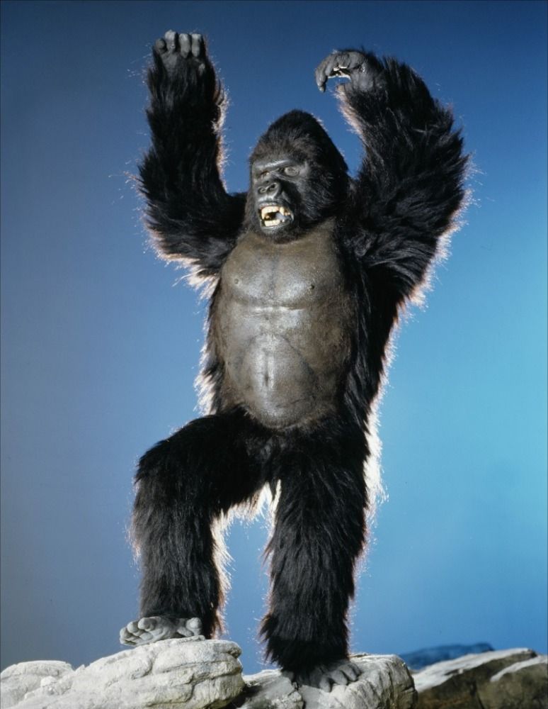 TF_Moments's tweet photo. Random trivia for y'all

In King Kong (1976), Kong's roars were provided by an uncredited Peter Cullen

In Godzilla (1998), Godzilla's roars were provided by an uncredited Frank Welker https://t.co/95ucguwTBy