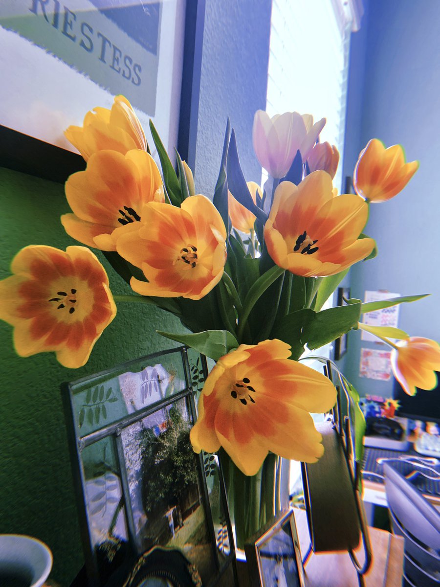 the tulips in my room are popping OFF 🌷🌷🌷