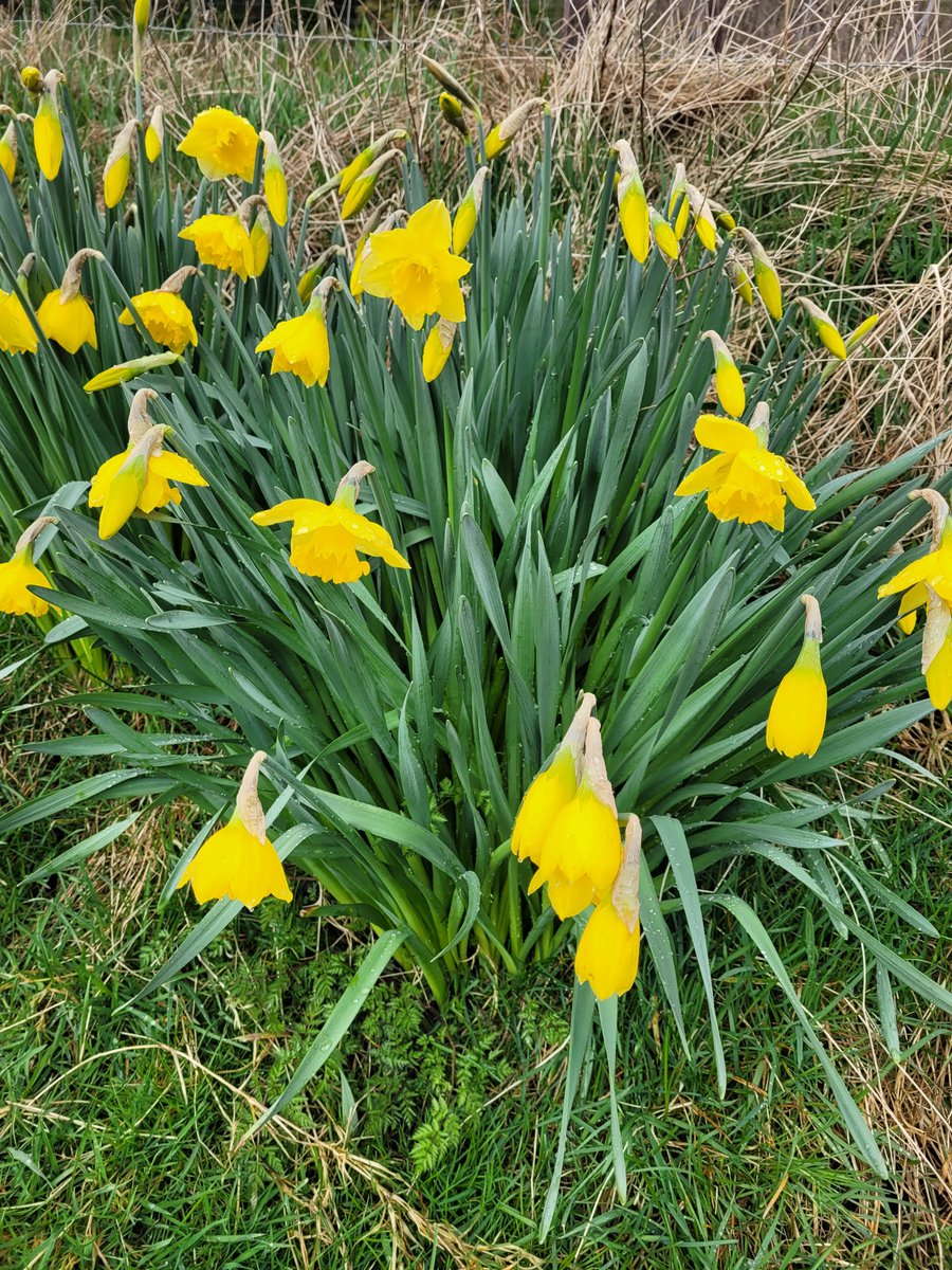 SeedsStats's tweet image. Spring sunshine
#walking #scottishborders