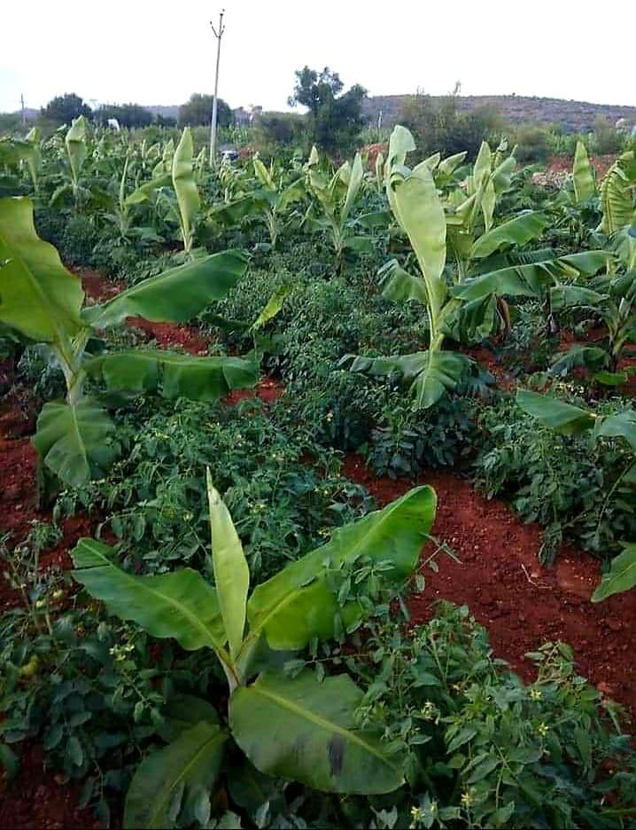 Intercropping banana and tomatoes involves growing these two crops together in the same field.

The banana plants can provide shade and support for tomato plants, while tomatoes can help in weed suppression and utilize nutrients efficiently.  

This practice can offer various