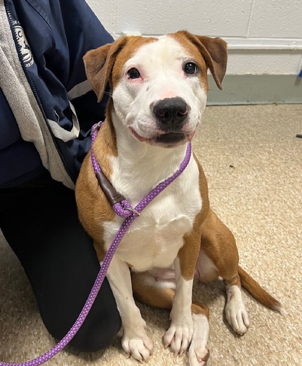 HOURS LEFT, DELISTED in preparation TBK in NYCACC: so cute, Rumble Bee 194193 is a wiggly puppy who wags her tail, leans in for pets and is easily leashed and returned to her kennel. She's just 12 months old and after arriving as a stray in February, she's down to her final