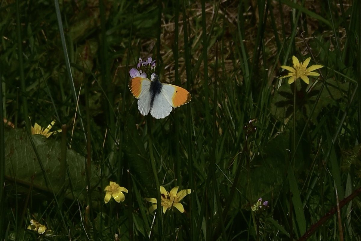 My first Orange-tip (Anthocharis cardamines) of 2024! 🧡🤍 #Spring has officially sprung. @BBCSpringwatch @ChrisGPackham