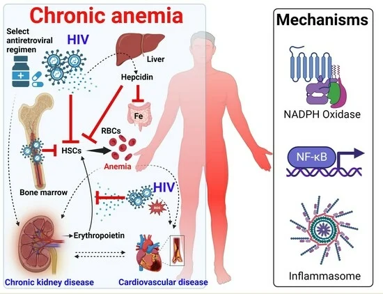 Our paper 'Mechanisms and Cardiorenal Complications of Chronic Anemia in People with HIV' is now published! mdpi.com/2735348 #mdpiviruses via @VirusesMDPI Huge THANKS coauthors @sepiso_masenga @MUSOMHS @vuglobalhealth