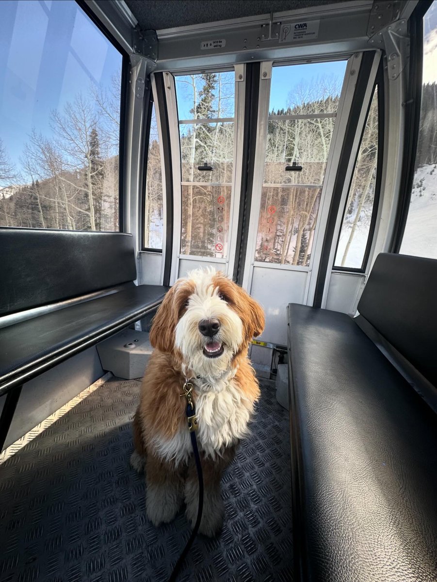 Smile if you like gondola rides 😁🐾 📸: Brynn Mooney