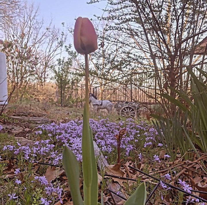 My favorite kind of flower is somehow growing wild in my yard.🌷I had planned to plant tulips at one point here, I just haven't been able to yet. Looks like Someone kept my plans for me.