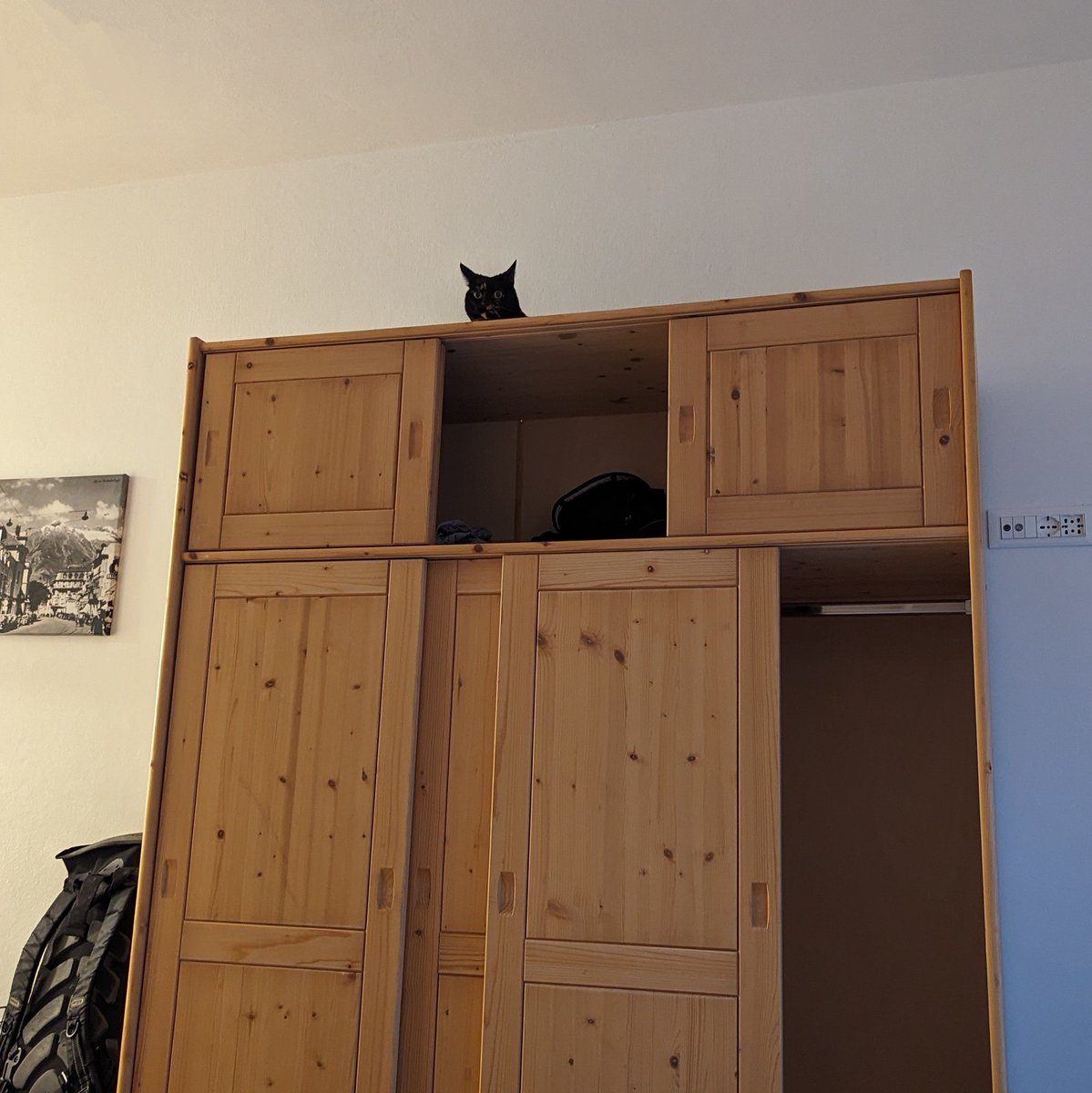BoredPredator's tweet image. It doesn&apos;t matter so much how I got up here, but rather how everyone else will manage without my majestic presence on the ground. 

#HighAbovePeasants #QueenOfTheCabinet #HighAsAKite #CatsOfX