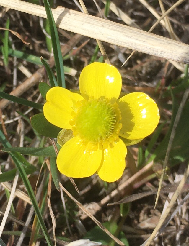 BLMWyoming's tweet photo. Spring is in full swing on the western slope of the Bighorns in Wyoming, and the Buttercups are stealing the show! 💛💐 Follow along as we #TrackTheBloom and witness nature's beauty unfold before your very eyes.
📸Wyatt Wittkop
#TrackTheBloom #WildflowerWonderlust #BighornBeauty https://t.co/Wd9DXxFaun