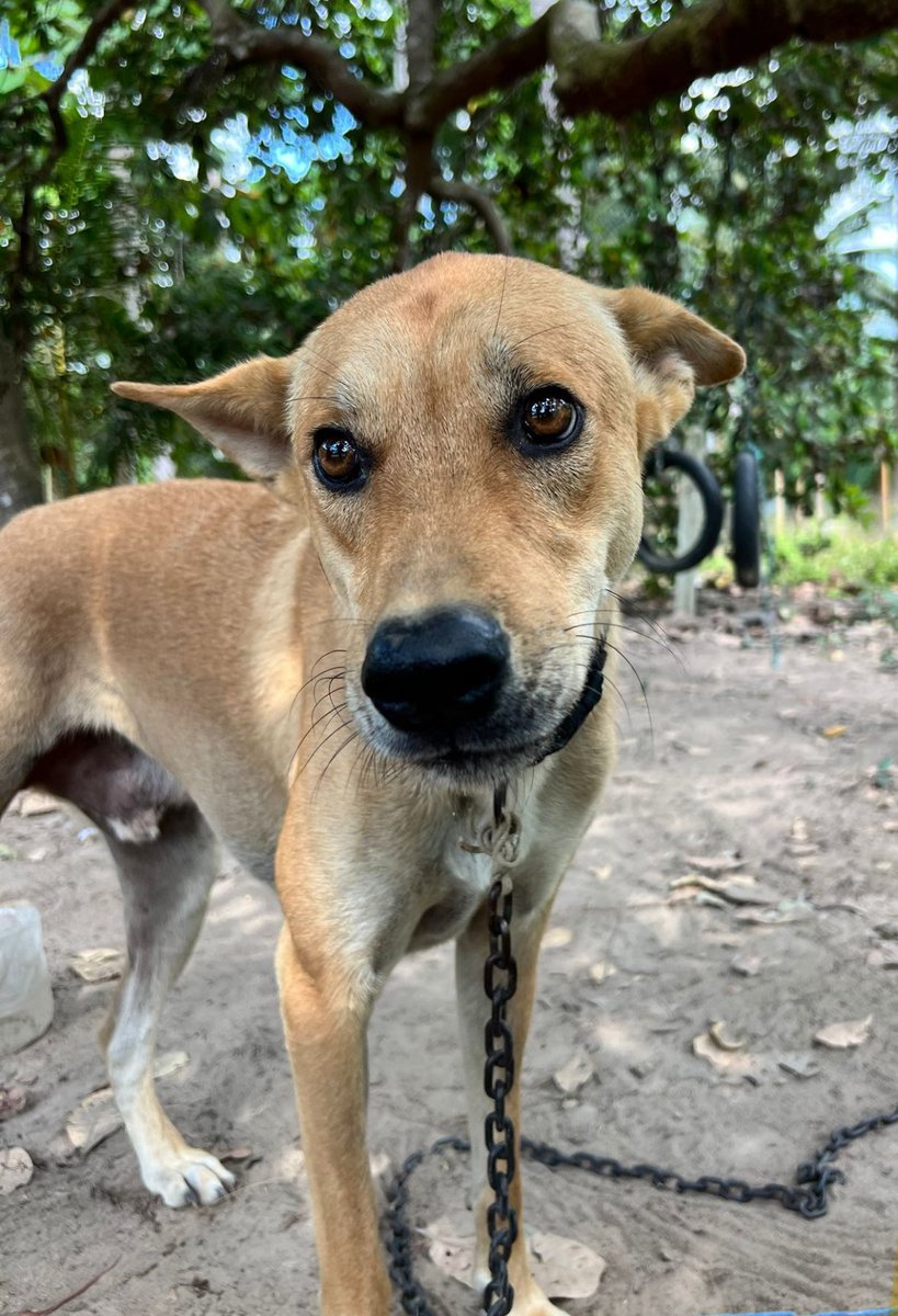 This boy has been on a chain for the last 14 months. Some local volunteers feed him daily and even negotiated (yes that’s a real thing) to be allowed take him on the odd walk. 

Today he got his freedom and the hope of a new life… (1/5) 🧵