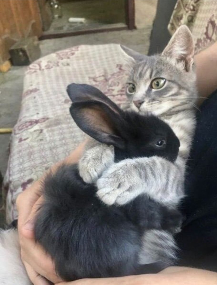 smol silly cat tweet media