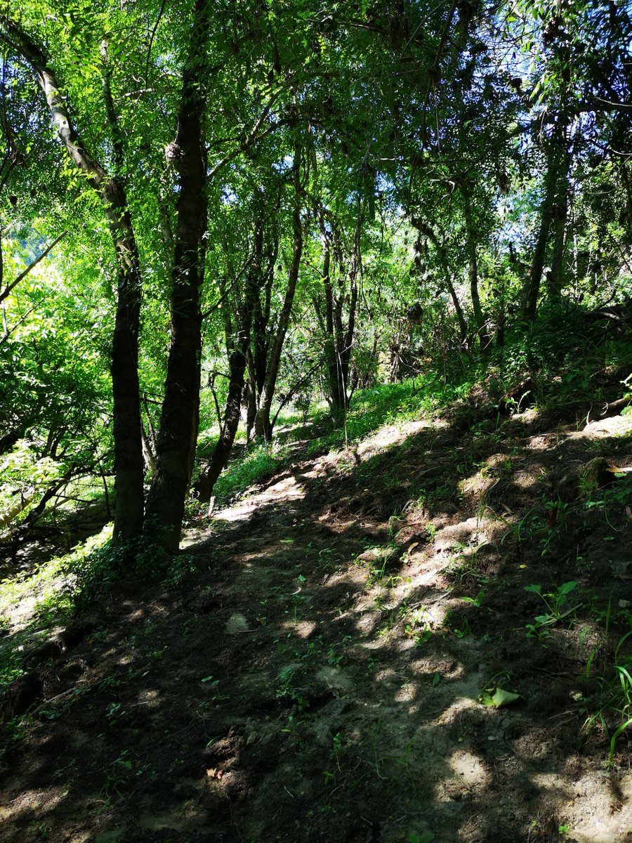 Our landscapes of the Miño River are incredible, the green floods us when we walk along those paths and we soak up history
#arbo #lugaresquehablan #pueblosmagicos