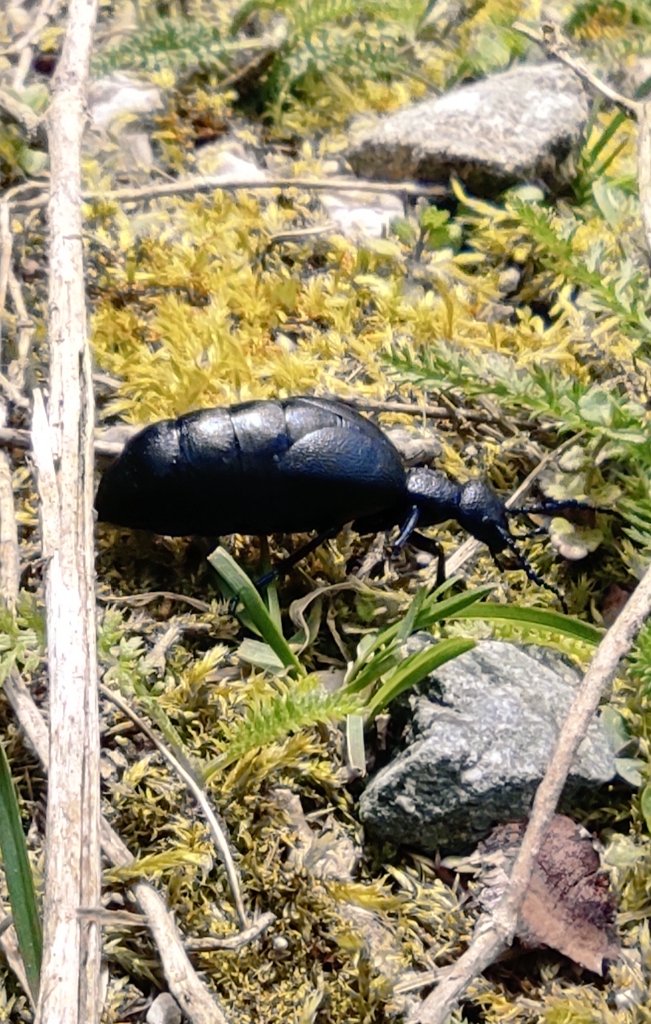 We all share the same earth, sometimes the same paths. 
Always be kind.
#NatureBeauty #forestlife #bugslife #alwaysbekind #earth #NatureExplorer