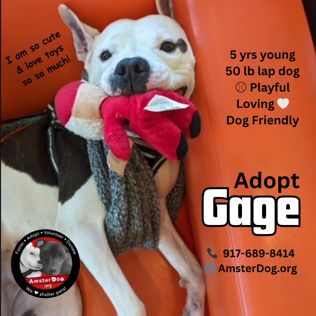 Adopt GAGE! 🐾 He is TOO cute 😍 & loves his toys so much He will show them off ✨️ & try to take them on walks Dog-friendly, Super snuggler 💕 Located in NH 📞 917-689-8414 🌐 Apply at AmsterDog.org #amsterdog #amsterdogrescue #gage #engage #adopt #adoptme