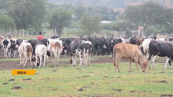 Najjuma Shillah (@shillahnajjuma) on Twitter photo Uganda through the National Agriculture Research Organization #NARO in collaboration with the #Health and Biotechnology Institute for <a href="/Gameandwildlife/">The Game & Wildlife Conservation Trust</a> Research from #Spain, has achieved a breakthrough in the fight against the deadly #EastCoastfever in #cattle
DJ Alisha Davido Uganda through the National Agriculture Research Organization #NARO in collaboration with the #Health and Biotechnology Institute for <a href="/Gameandwildlife/">The Game & Wildlife Conservation Trust</a> Research from #Spain, has achieved a breakthrough in the fight against the deadly #EastCoastfever in #cattle
DJ Alisha Davido