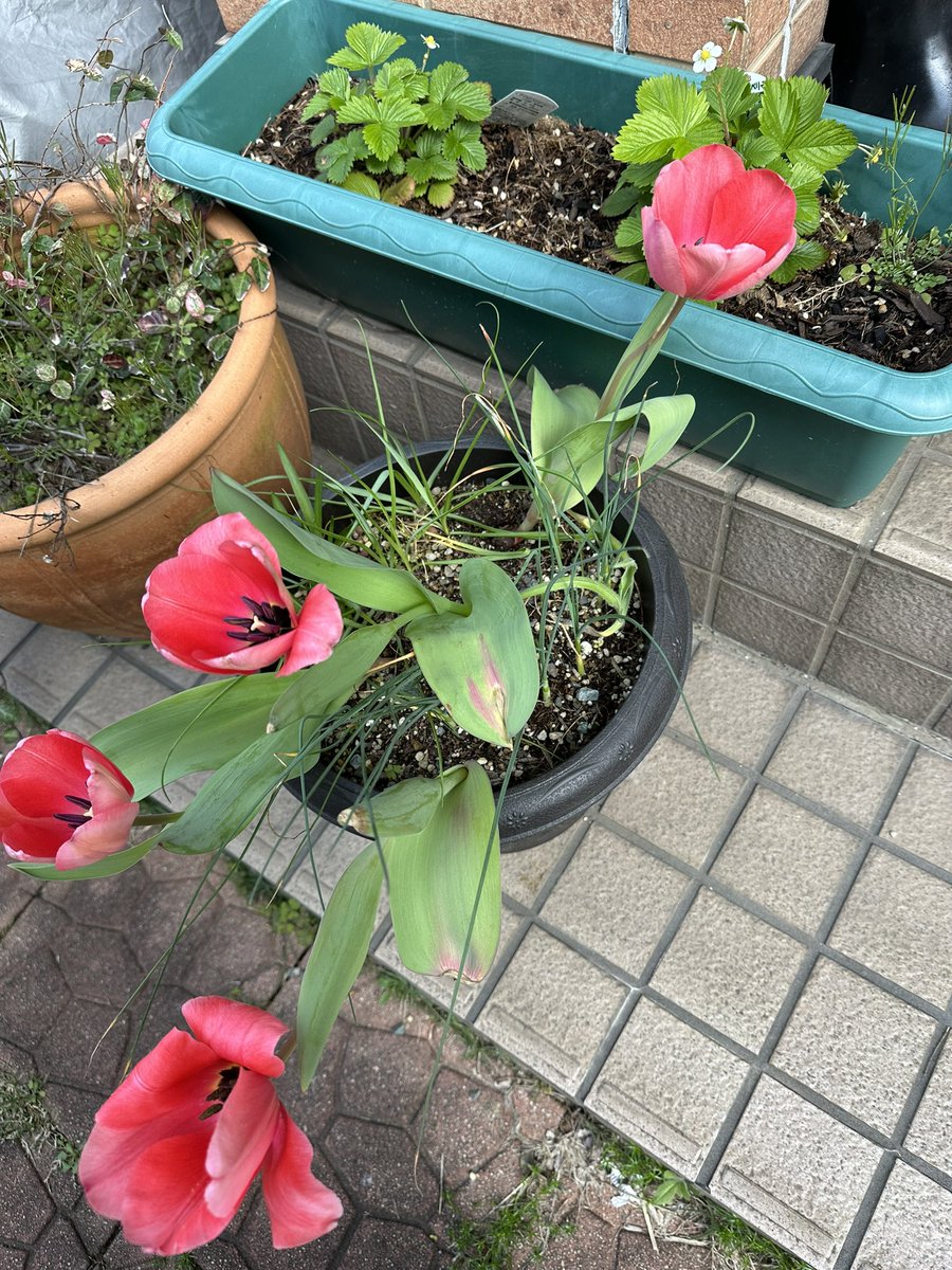 kumikkuma_pg's tweet photo. 寄せ植えで同時に育って色んな花が咲く球根ってのを育ててたらチューリップだけ咲きました🌷
他のは一応雑草ではないです😂
きっとまだ時差で楽しめる事を信じて🤣
近所の桜並木も8割方咲いたので明日またお散歩で行って来ます🥰
目標1日5000歩🚶‍♀️
今日は12000歩超えました♪ https://t.co/OXj1t4Uisx