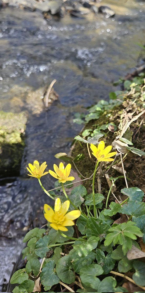 Customdiver's tweet image. Love the early spring flowers in the woods.